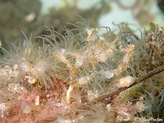 Bunodeopsis strumosa