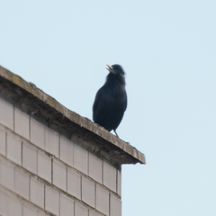 Sturnus unicolor