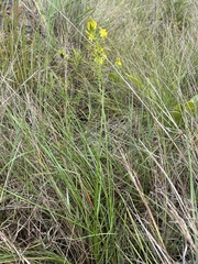 Bulbine abyssinica