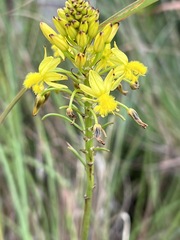 Bulbine abyssinica