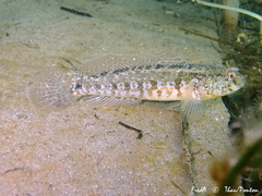 Gobius ophiocephalus