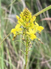 Bulbine abyssinica