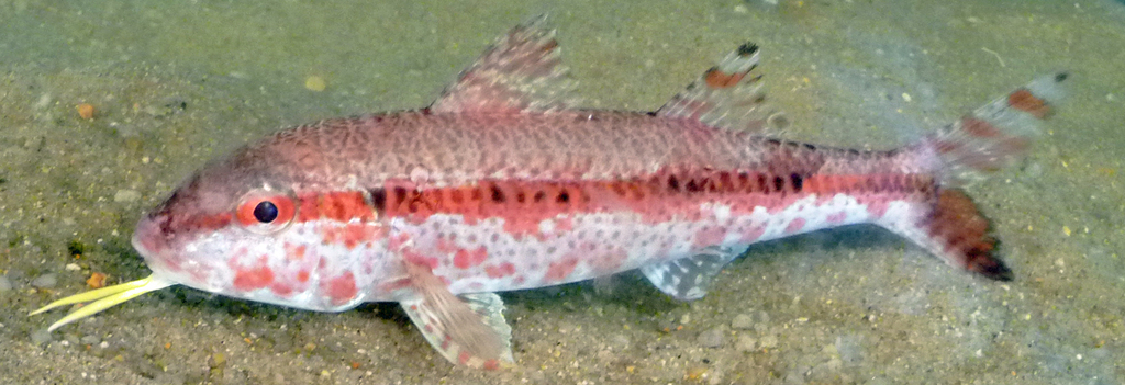 Upeneus heterospinus