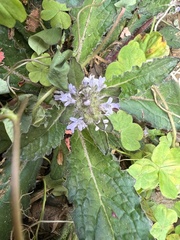 Ajuga taiwanensis
