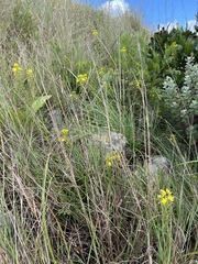 Bulbine abyssinica
