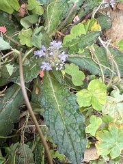 Ajuga taiwanensis
