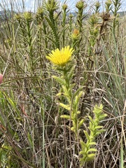 Berkheya setifera
