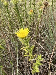Berkheya setifera