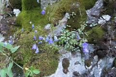 Campanula cochleariifolia