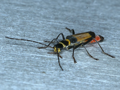Chauliognathus imperialis