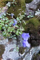 Campanula cochleariifolia