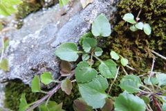 Campanula cochleariifolia