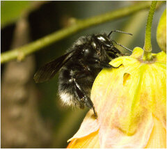 Bombus melaleucus