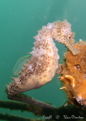 Hippocampus guttulatus