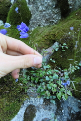 Campanula cochleariifolia