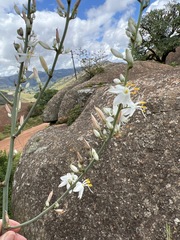 Chlorophytum krookianum