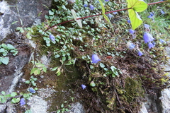 Campanula cochleariifolia