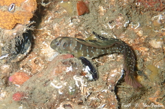 Salaria pavo