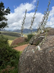 Chlorophytum krookianum