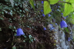 Campanula cochleariifolia