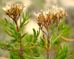 Pteronia flexicaulis