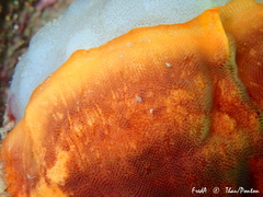 Schizoporella errata