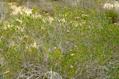 Pteronia flexicaulis