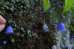 Campanula cochleariifolia