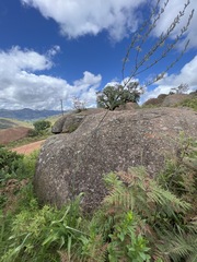 Chlorophytum krookianum