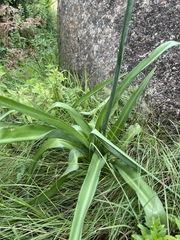 Chlorophytum krookianum