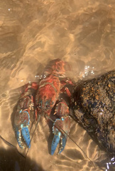 Euastacus woiwuru