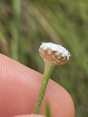 Eriocaulon australe