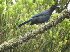 Cyanocorax caeruleus