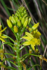 Bulbine abyssinica