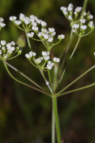 Pimpinella image