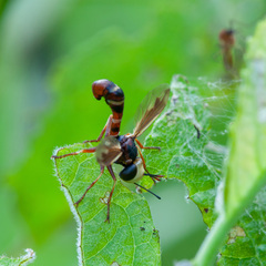 Physocephala vittata