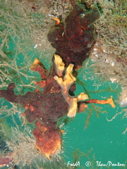 Schizoporella errata