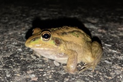 Ranoidea alboguttata