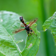 Physocephala vittata