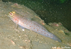 Gobius xanthocephalus