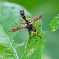 Physocephala vittata