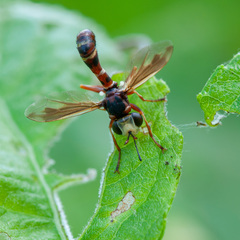 Physocephala vittata