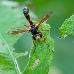 Physocephala vittata