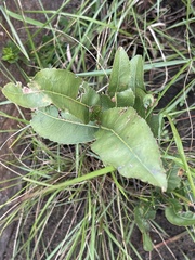 Ochna confusa