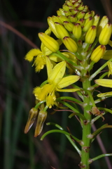 Bulbine abyssinica