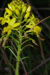 Bulbine abyssinica