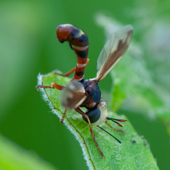 Physocephala vittata