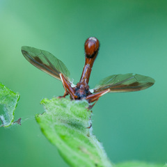 Physocephala vittata