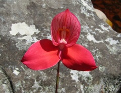 Disa uniflora