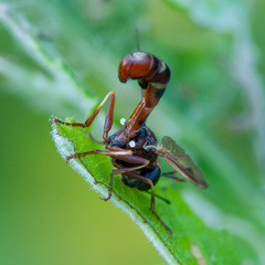 Physocephala vittata
